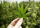 La cannabis ha proprietà terapeutiche?