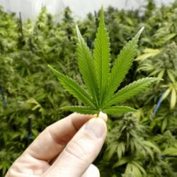 La cannabis ha proprietà terapeutiche?