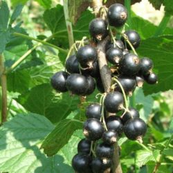 Ribes Nigrum: il cortisone naturale